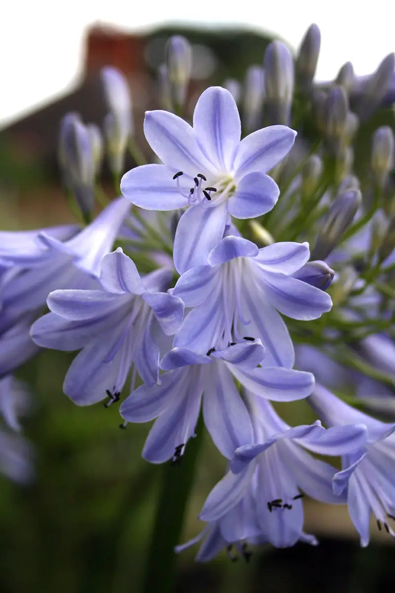 Una imagen vertical de primer plano de las delicadas flores azules y blancas de la variedad agapanthus 'Angela' que crece en el jardín representada en un fondo de enfoque suave.