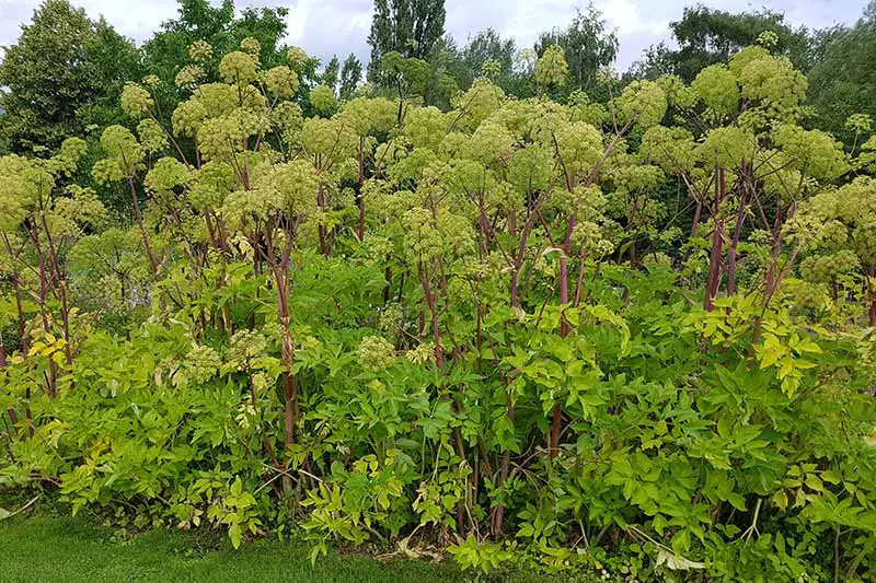 Un gran parche de Angelica archangelica con tallos morados y umbelas verdes brillantes que crecen en el jardín con árboles en el fondo.