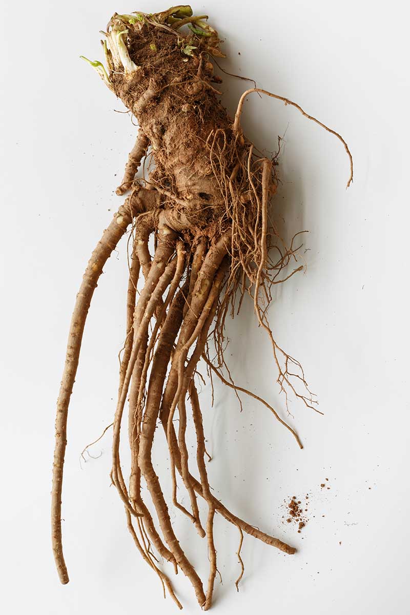 Una imagen vertical de primer plano de la raíz recién cosechada de la planta de angélica sobre un fondo blanco.