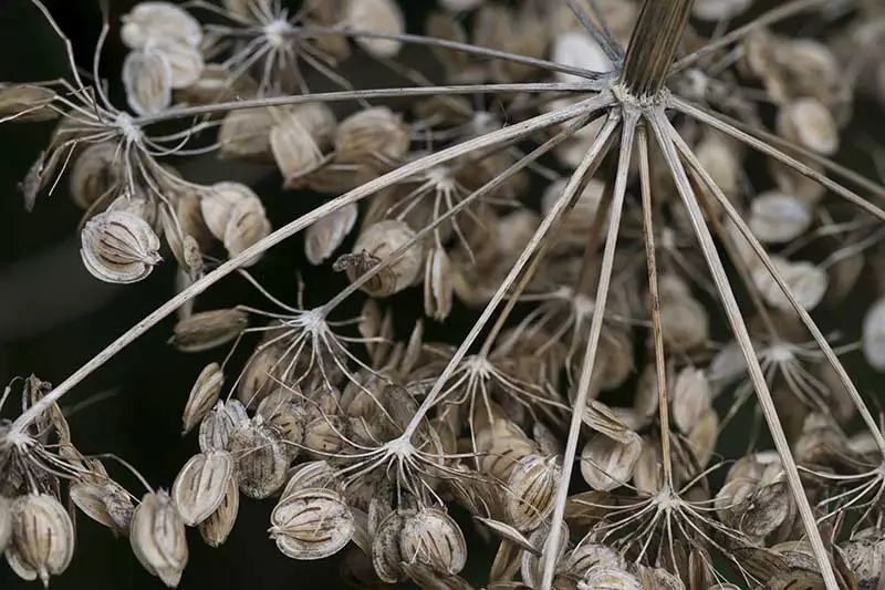 Un primer plano de semillas secas en la parte superior de una cabeza de flor lista para la recolección, representada en un fondo de enfoque suave.