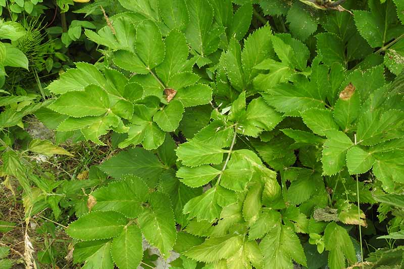 Un primer plano del follaje verde que crece en un lugar sombreado en el jardín.