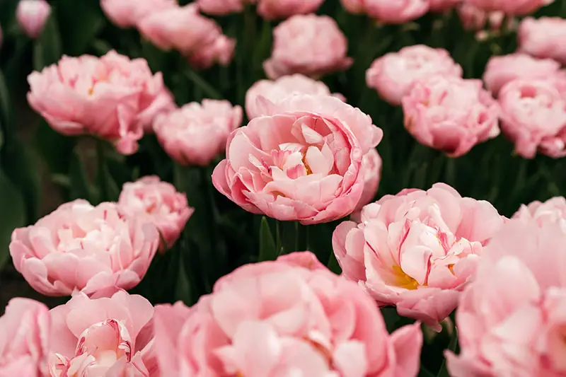 Una imagen horizontal de primer plano de tulipanes de peonía 'Angelique' de color rosa brillante que crecen en el jardín, en la foto sobre un fondo oscuro de enfoque suave.