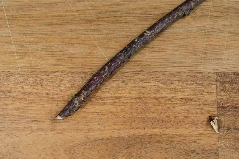 Una imagen horizontal de primer plano de una rama de un arbusto cortada en ángulo sobre una superficie de madera.