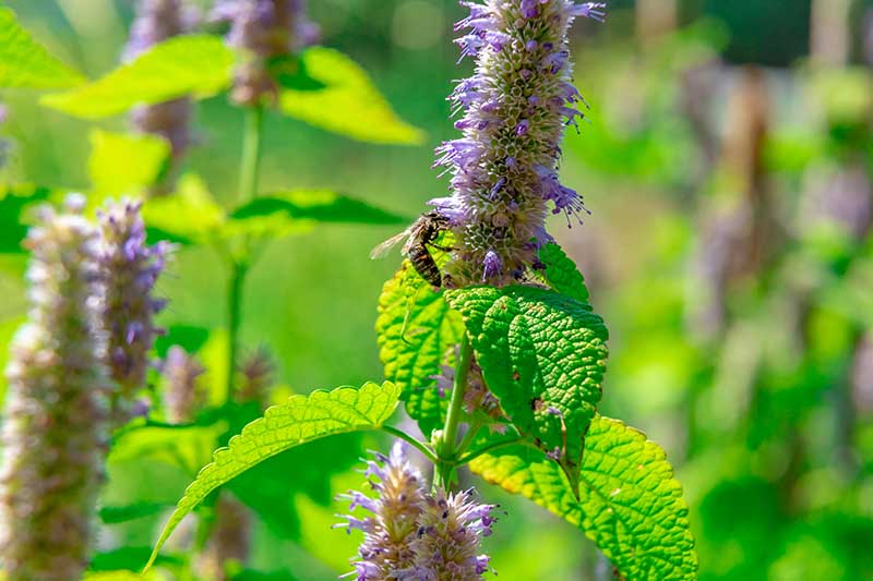 Un primer plano de una abeja alimentándose del tallo floral alto y erguido de Agastache foeniculum, fotografiado bajo la luz del sol en el jardín de verano.