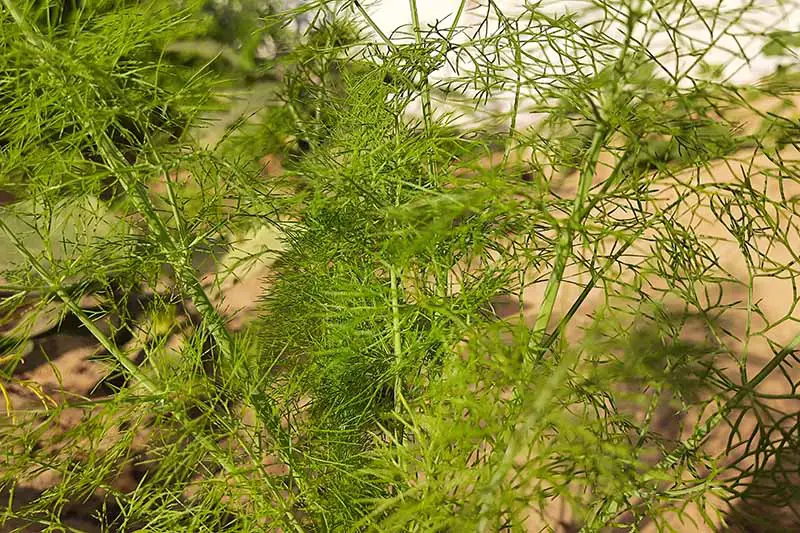Una imagen horizontal de cerca del anís (Pimpinella anisum) que crece en el jardín.