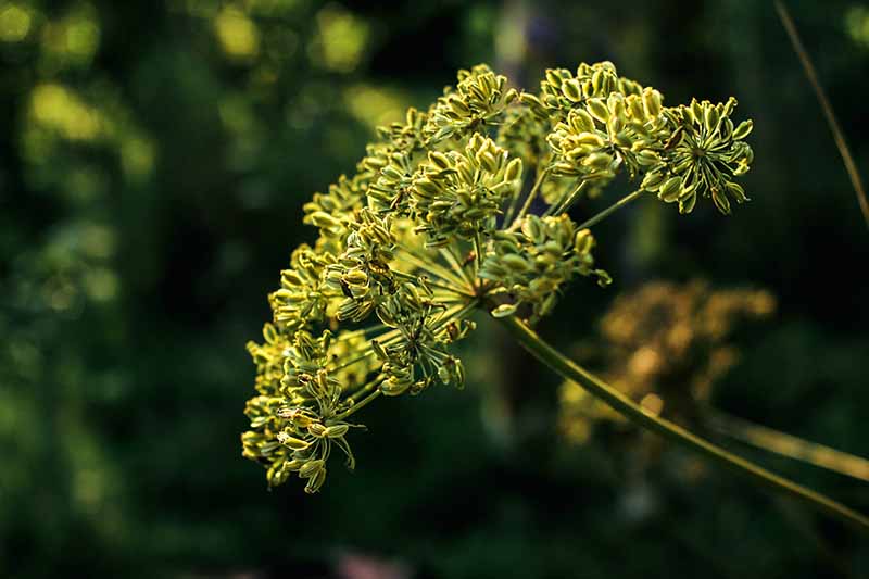 Un primer plano de la cabeza de la flor de Pimpinella anisum que crece en el jardín fotografiado en un fondo oscuro y suave.