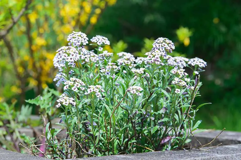 Una imagen horizontal de cerca de pequeñas flores blancas que crecen en una cama de jardín de hormigón elevada, con árboles en un enfoque suave en el fondo.