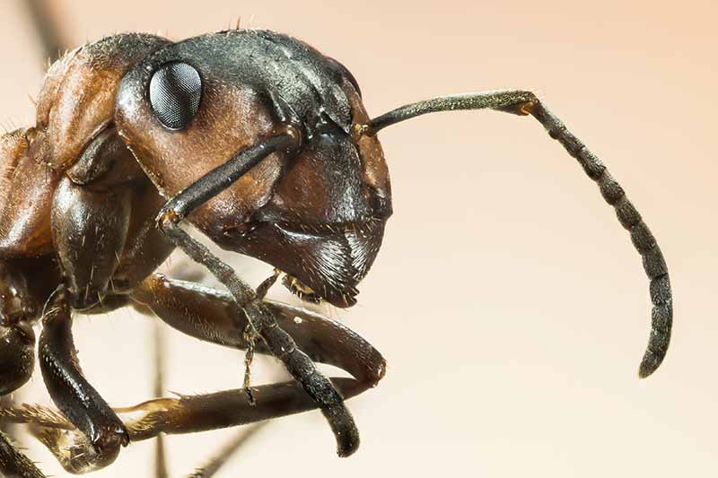 Un retrato de cerca de la cara de una hormiga que muestra sus grandes antenas y ojos de color oscuro sobre un fondo de enfoque suave y claro.