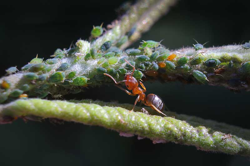 Una imagen horizontal de cerca de una hormiga pastoreando áfidos en el tallo de una planta representada en un fondo oscuro.