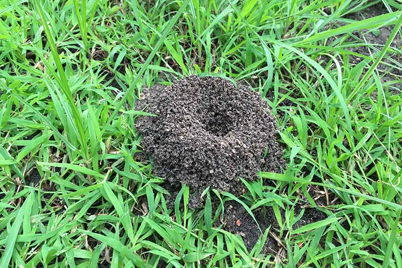 Una imagen de arriba hacia abajo de un nido de hormigas en el césped, un montículo de tierra con un centro ahuecado.