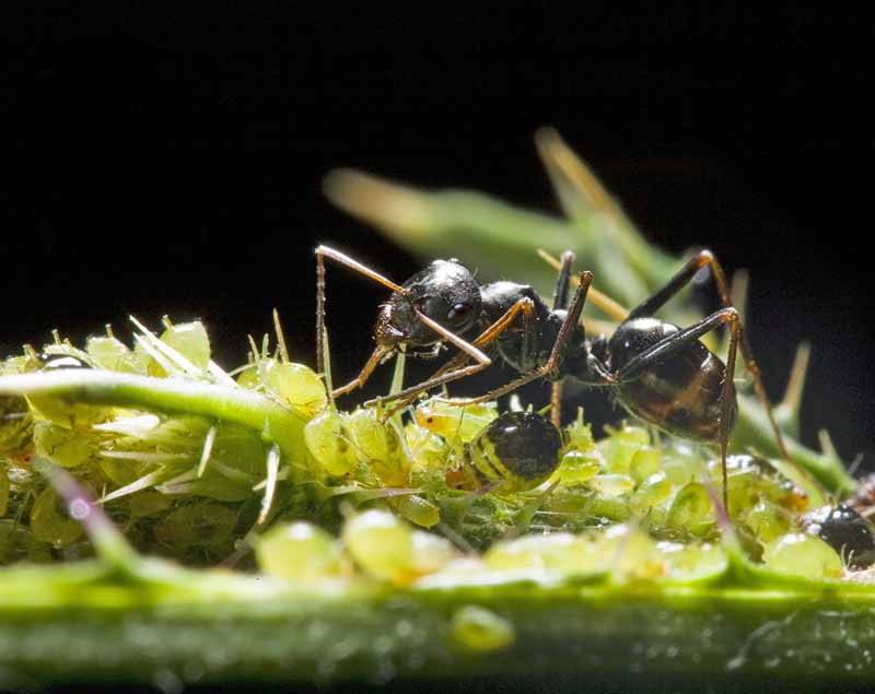 Una hormiga de cabeza grande recoge melaza de los pulgones.  Tiro macro.