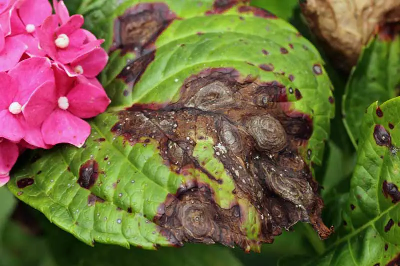 Una hoja de hortensia que muestra fuertes signos de infección por antracnosis.