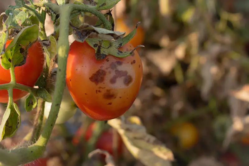 Una imagen horizontal de primer plano de un tomate rojo que crece en la vid que sufre de una enfermedad llamada antracnosis, fotografiada con luz solar filtrada en un fondo de enfoque suave.