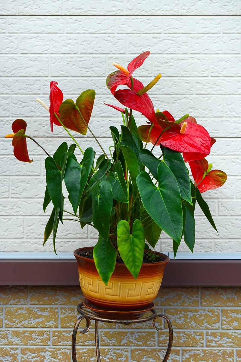 Una imagen vertical de cerca de una planta de anthurium rojo brillante que crece en una maceta de cerámica al aire libre con una pared de ladrillo blanco en el fondo.