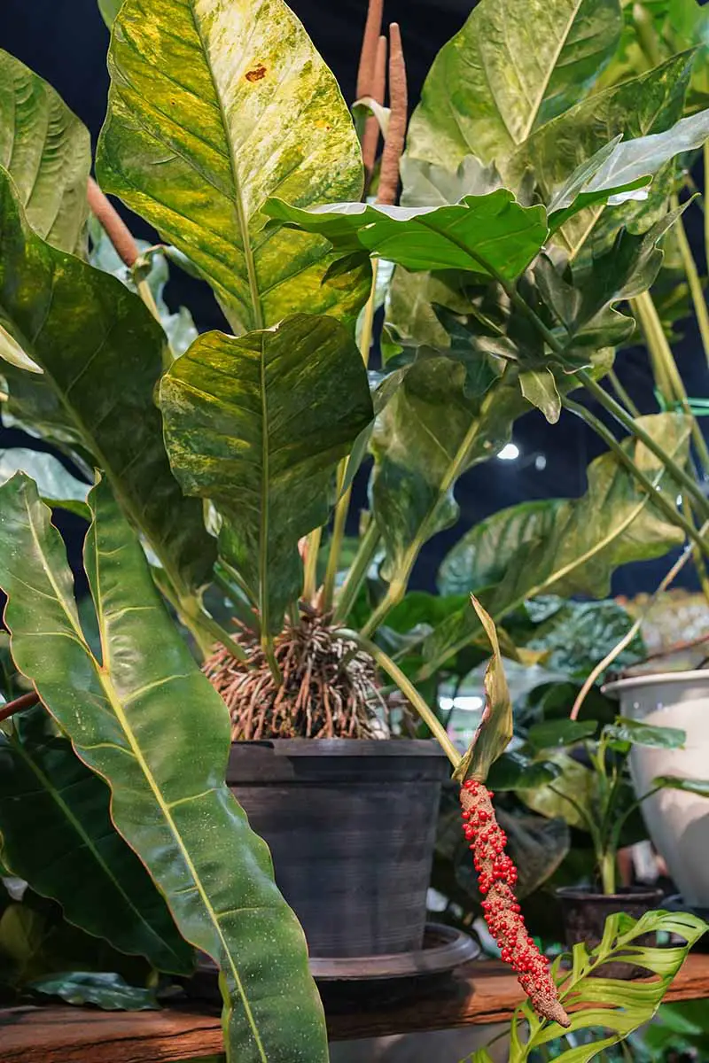 Una imagen vertical de cerca de una planta de anthurium que crece en una maceta con una fruta roja brillante.