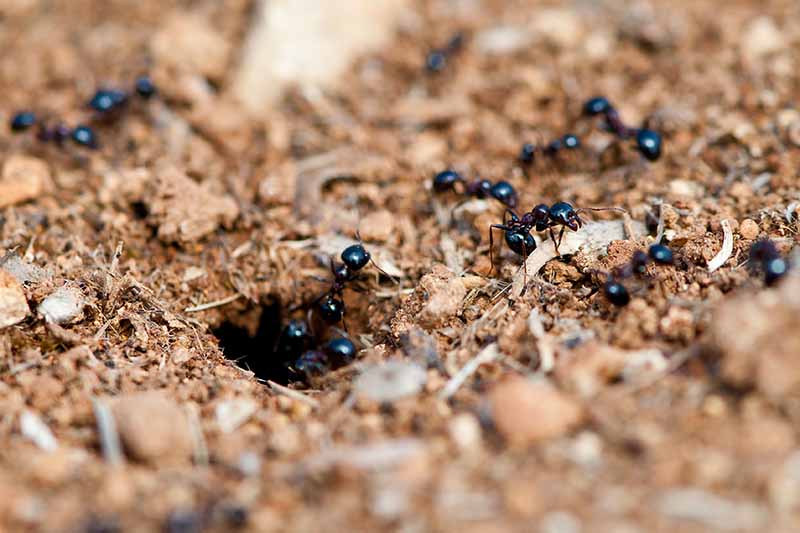 Un primer plano de hormigas negras que emergen de un nido en el suelo y se desvanecen en un enfoque suave en el fondo.