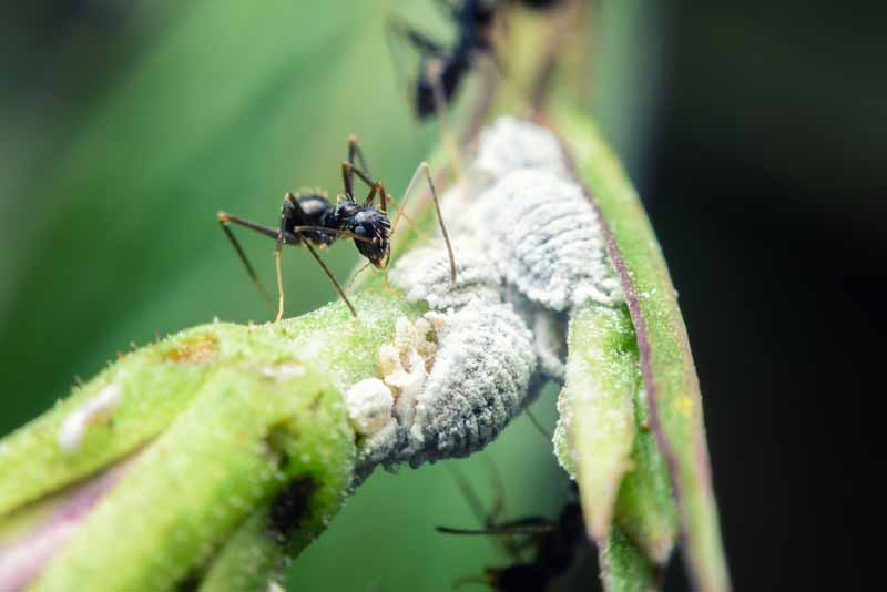 Una imagen horizontal de cerca de hormigas que protegen un grupo de cochinillas en el tallo de una planta.