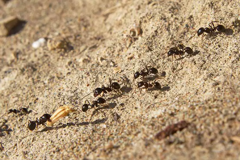 Un primer plano de hormigas negras moviéndose en un sendero sobre una superficie arenosa que se desvanece en un enfoque suave en el fondo.