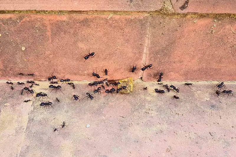 Un primer plano de una colección de hormigas en una superficie de ladrillo alimentándose de algo de comida.