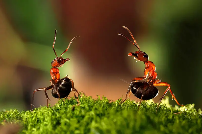 Un primer plano de dos hormigas sobre una superficie verde con luz brillante sobre un fondo de enfoque suave.
