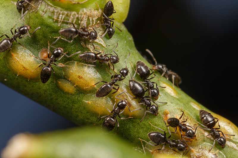 Una imagen horizontal de primer plano de un tallo infestado de insectos escamosos y una colonia de hormigas que los cuidan para la melaza, representada en un fondo oscuro de enfoque suave.