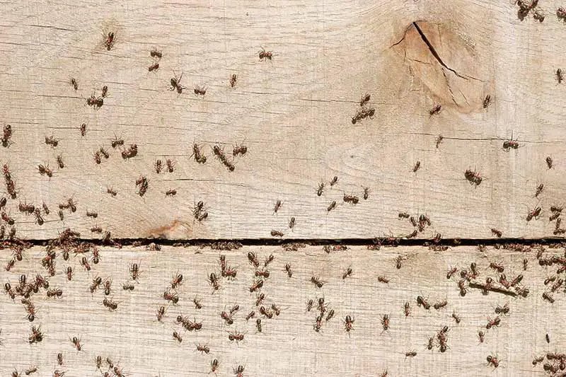 Un primer plano de varias hormigas reunidas en una pared de madera de una casa, haciendo su nido entre los paneles, bajo la luz del sol.
