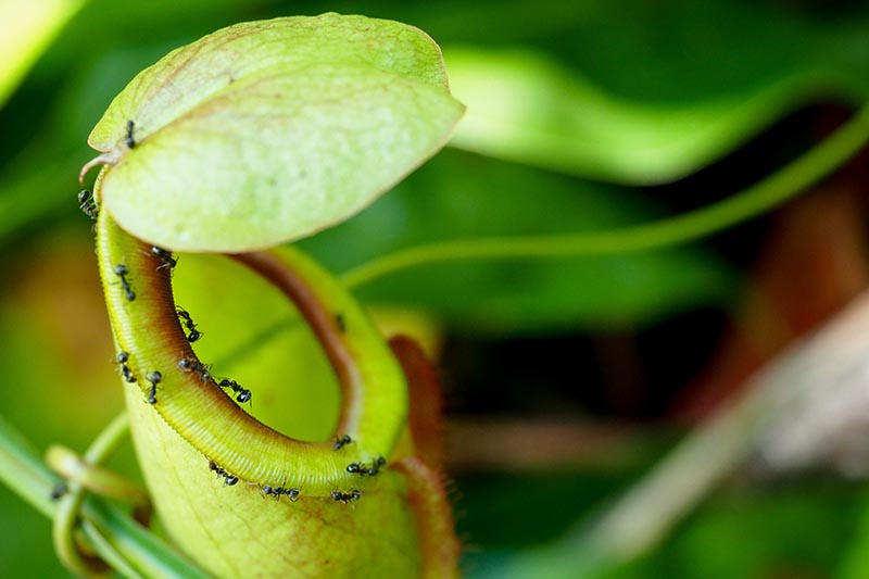 Una imagen horizontal de primer plano de una trampa de planta de jarra Nepenthes con hormigas moviéndose a lo largo de la entrada, representada en un fondo de enfoque suave.