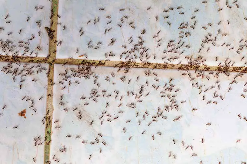 Un primer plano de arriba hacia abajo de miles de diminutas hormigas en una superficie de mosaico dentro de una casa.