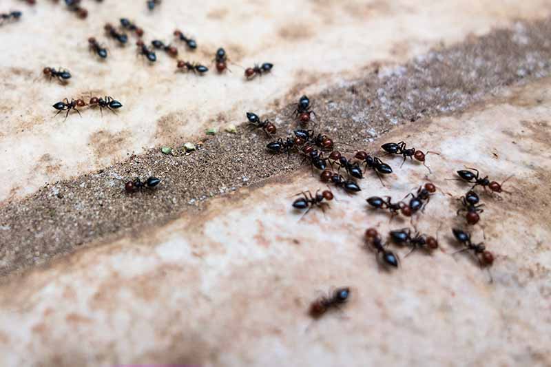 Un grupo de hormigas en una superficie de baldosas de hormigón alimentándose de escombros, desvaneciéndose en un enfoque suave en el fondo.