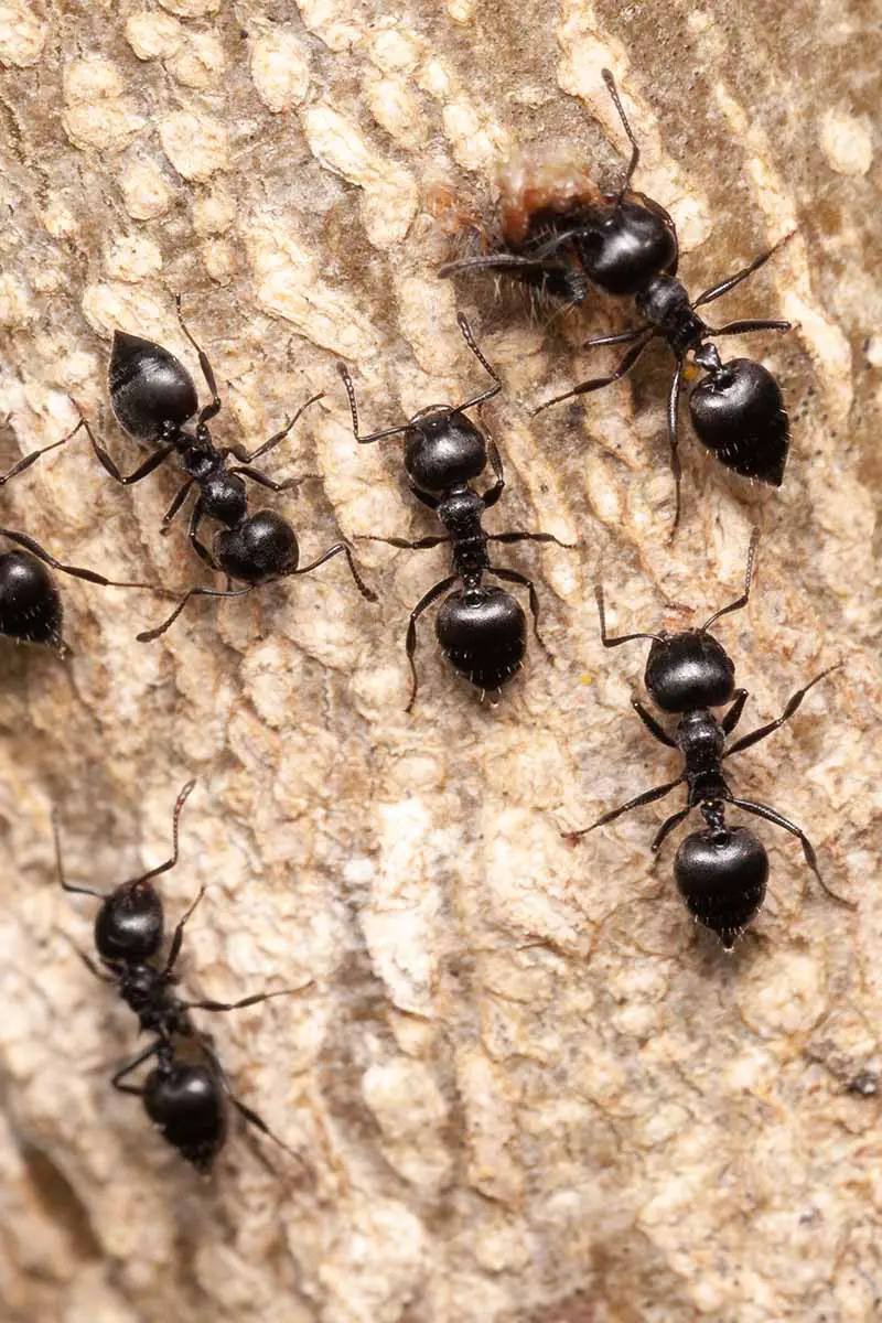 Una imagen vertical de hormigas negras alimentándose de la savia de un árbol.