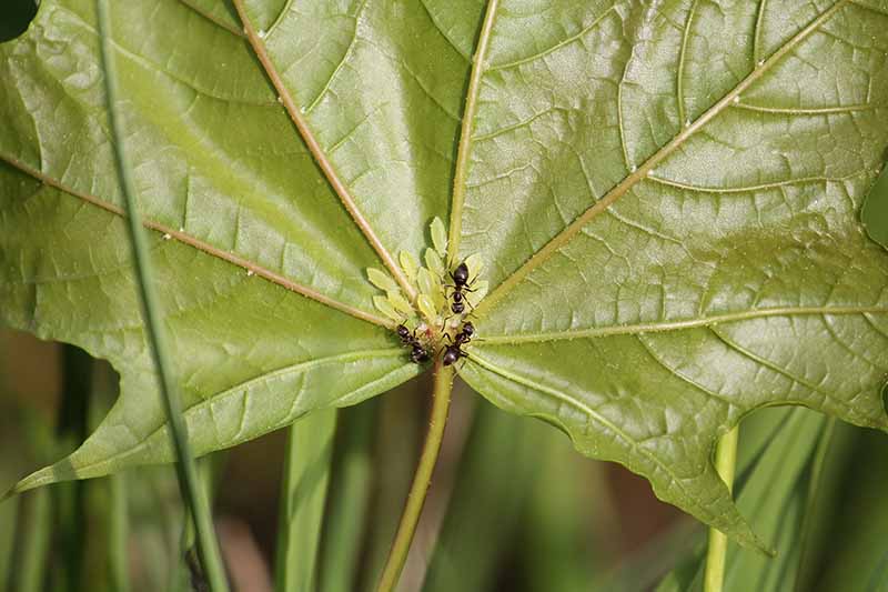 Una imagen horizontal de primer plano de áfidos sicomoros verdes y hormigas que infestan la parte inferior de una hoja.