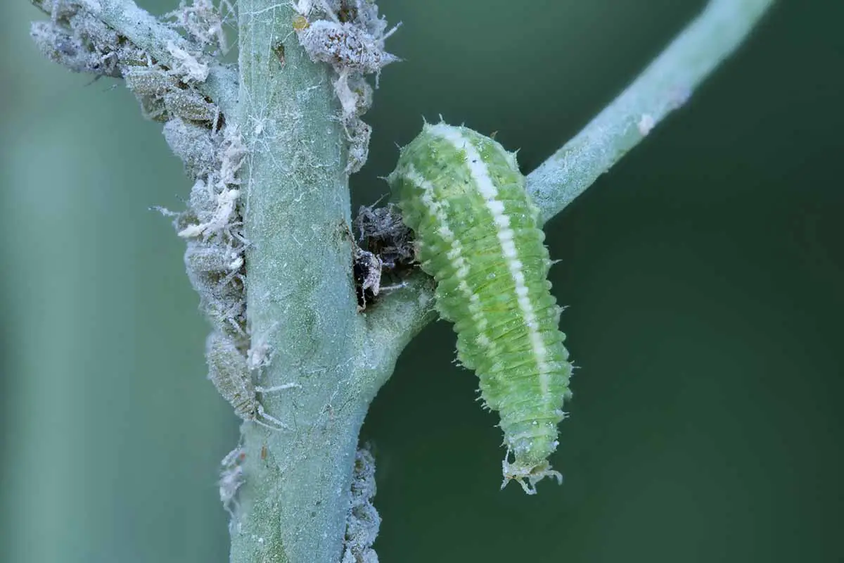 Una imagen horizontal de cerca de una colonia de áfidos y una oruga que infesta el tallo de una planta.