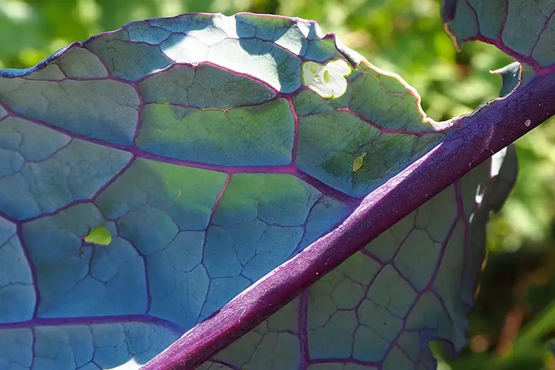 Una imagen horizontal de primer plano de la hoja de una planta de col rizada de dinosaurio que sufre una infestación de plagas que ha provocado la aparición de agujeros en las hojas, representada a la luz del sol filtrada.