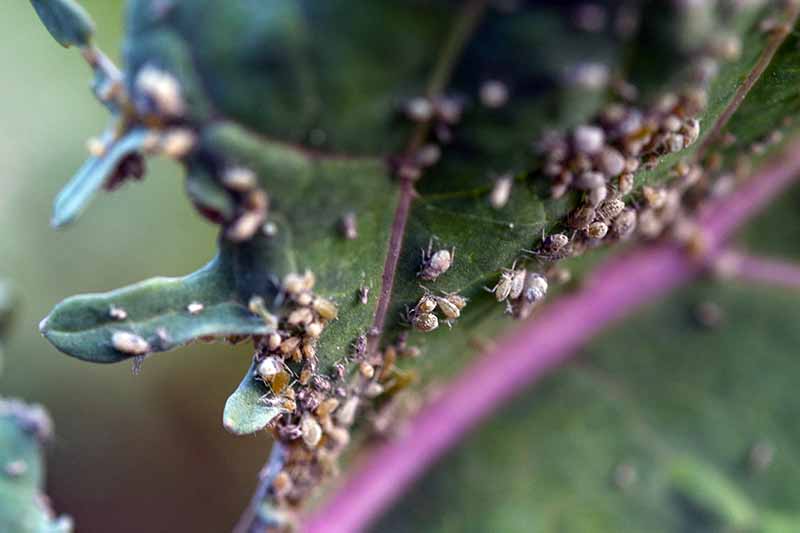 Un primer plano de un tallo de col rizada púrpura con una hoja verde profunda cubierta de racimos de insectos.  Están alrededor del tallo y la hoja muestra claros signos de daño.  El fondo es un enfoque suave.