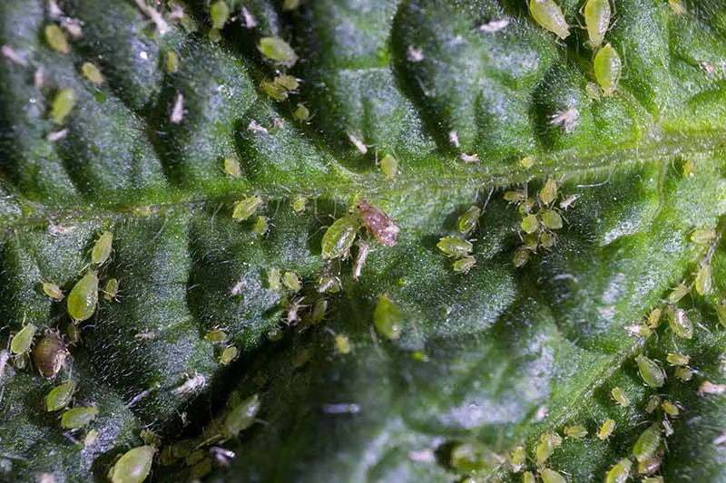 Una imagen horizontal de cerca de una infestación de áfidos en una planta de tomate.  Estas plagas son bastante repugnantes en realidad.