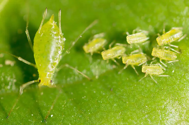 Un primer plano de pulgones en una hoja verde que muestra un adulto grande y varios insectos inmaduros.
