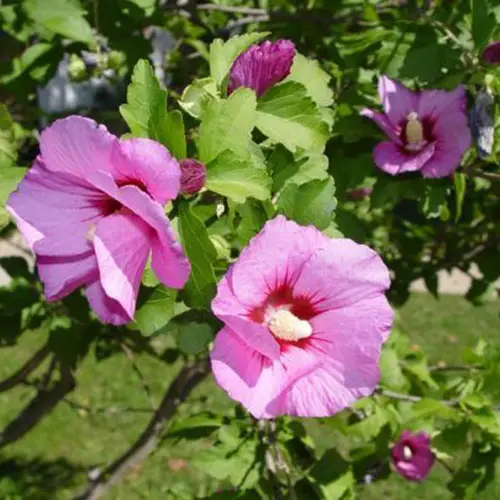 Un primer plano de las flores de la variedad H. syriacus 'Aphrodite' que crecen en el jardín bajo el sol brillante con pétalos de rosa y un ojo rojo intenso.  En el fondo, el follaje verde claro se desvanece en un enfoque suave.