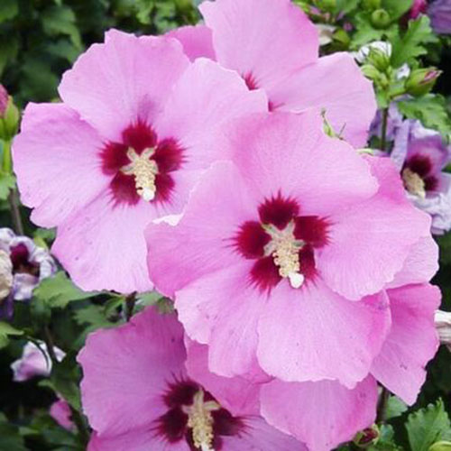 Un primer plano de las flores de la variedad 'Aphrodite' de H. syriacus.  Con pétalos de color rosa brillante, las flores tienen un ojo central rojo oscuro y una columna estaminal clara.  El fondo es follaje en foco suave.