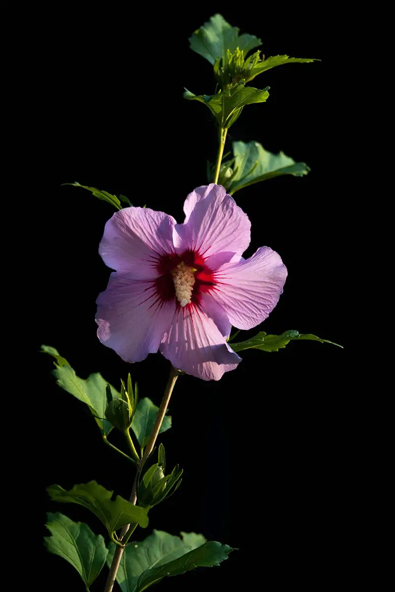 Una imagen vertical de primer plano de una flor de hibisco rosa 'Afrodita' en un solo tallo, sobre un fondo negro oscuro.