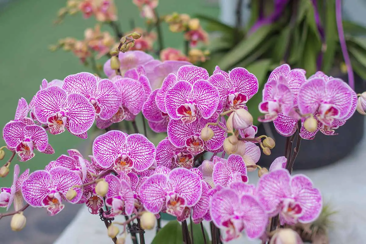 Una imagen horizontal de primer plano de las flores de rayas rosadas y blancas de Phalaenopsis aphrodite, también conocida como la orquídea afrodita.