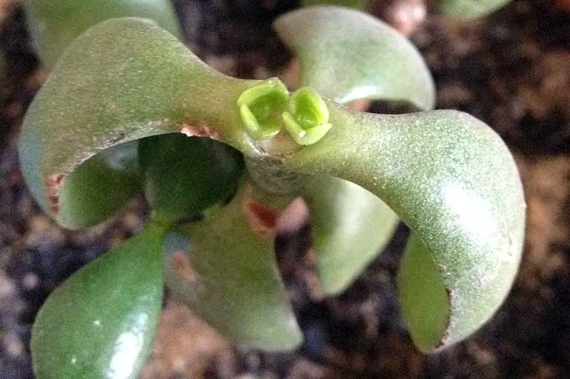 Una imagen horizontal de primer plano de un nuevo crecimiento que aparece en la parte superior de un tallo podado de una planta de jade.