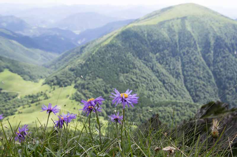 Una imagen horizontal de primer plano de una vista de las verdes montañas europeas con el aster alpino en flor en primer plano.