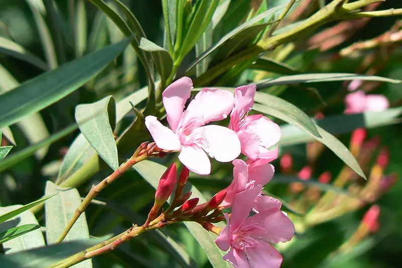 Una imagen horizontal de primer plano de flores de color rosa brillante que crecen en el jardín fotografiadas bajo un sol brillante en un fondo de enfoque suave.