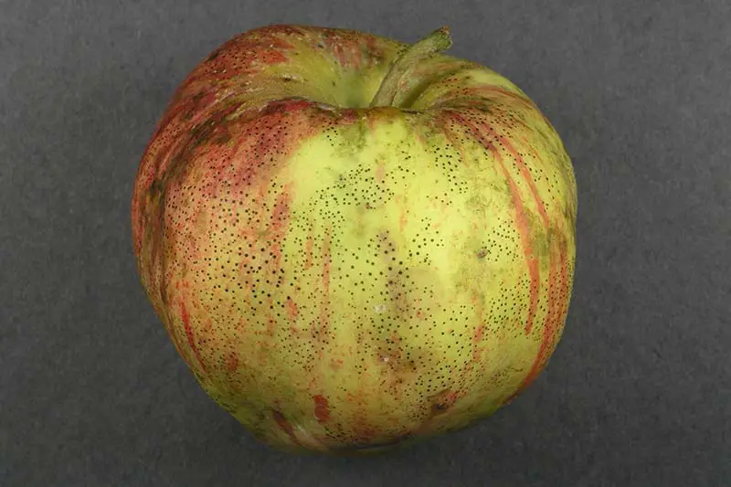 Una imagen horizontal de primer plano de una manzana que padece una enfermedad comúnmente conocida como flyspeck sobre una superficie gris oscura.