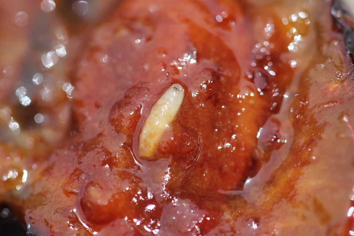 Una imagen horizontal de primer plano de un gusano de manzana que infesta una fruta podrida.