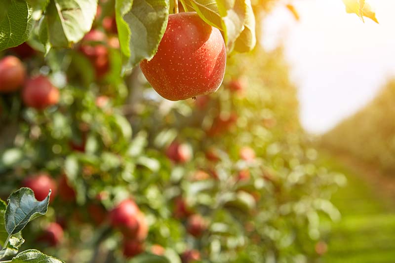 Una imagen horizontal de primer plano de hileras de manzanos que crecen en un huerto fotografiado bajo el sol de otoño.
