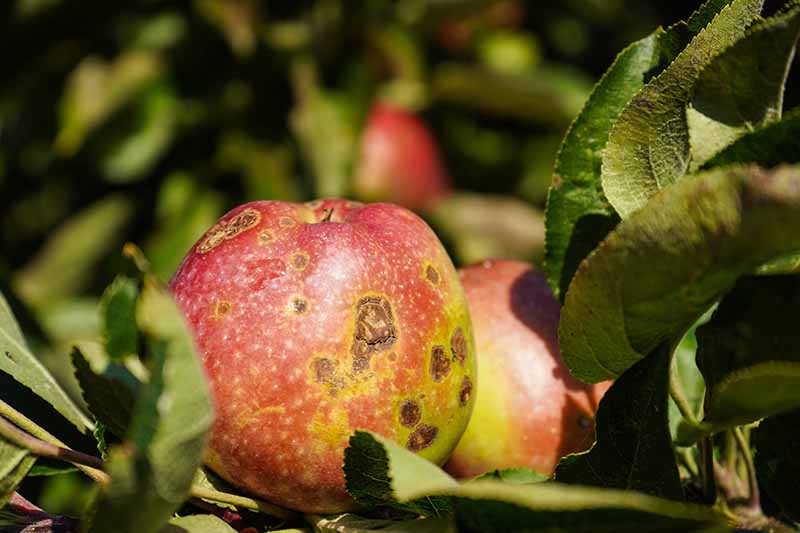 Una imagen horizontal de primer plano de una fruta que muestra síntomas de costra de manzana representada a la luz del sol sobre un fondo de enfoque suave.
