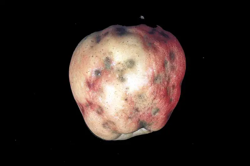 Una imagen horizontal de primer plano de una manzana cosechada que muestra signos de deficiencia de calcio en un fondo negro.