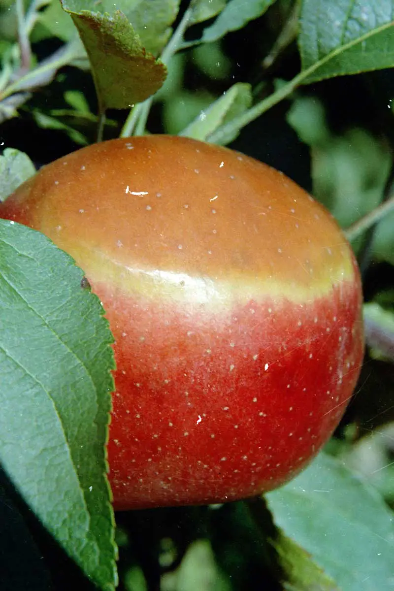Una imagen vertical de cerca de una manzana madura que sufre de quemaduras solares.