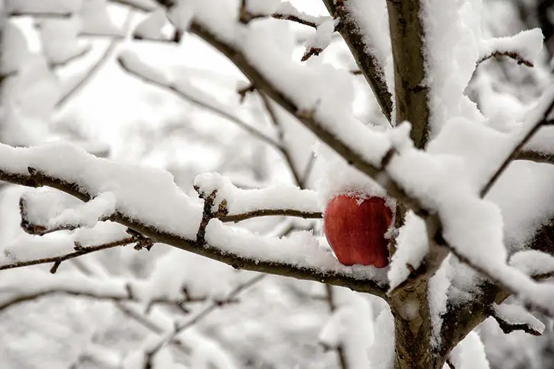 Una imagen horizontal de primer plano de un manzano cubierto por un manto de nieve en invierno.